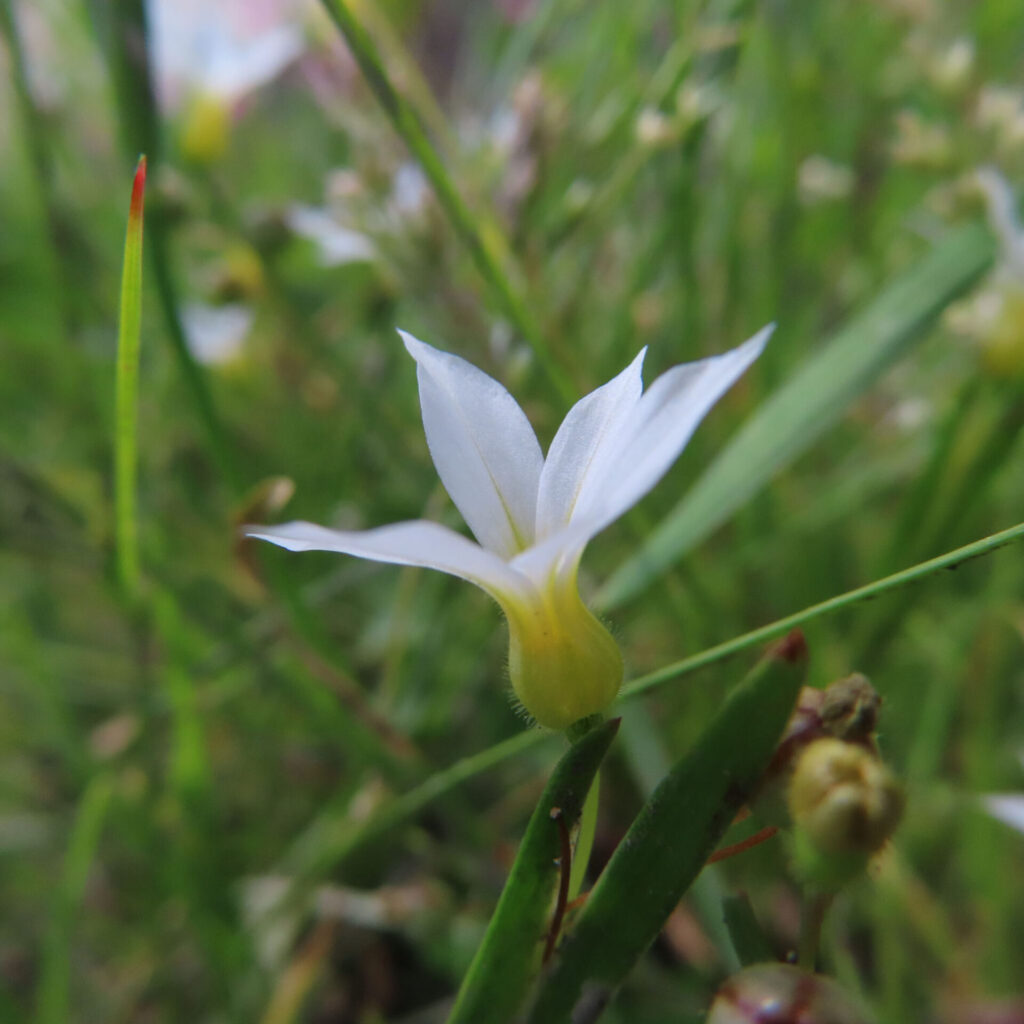 ニワゼキショウの花を撮影した無料写真素材