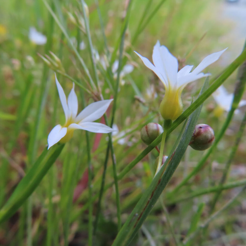 ニワゼキショウの花を撮影した無料写真素材