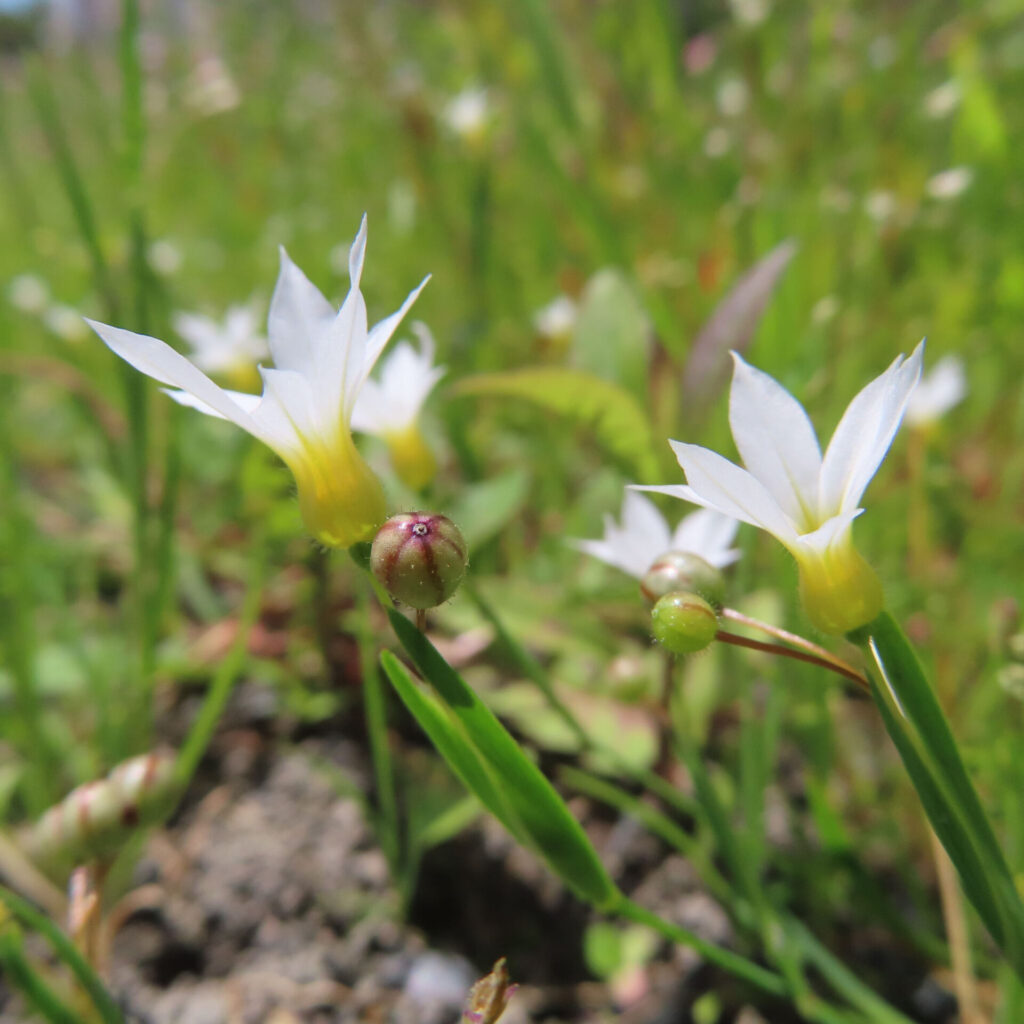 ニワゼキショウの花を撮影した無料写真素材