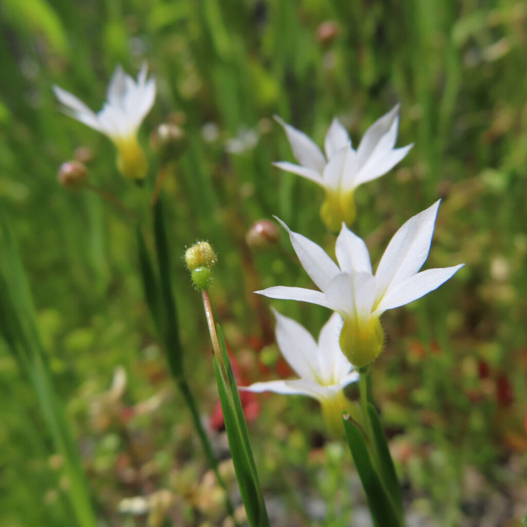 ニワゼキショウの花を撮影した無料写真素材