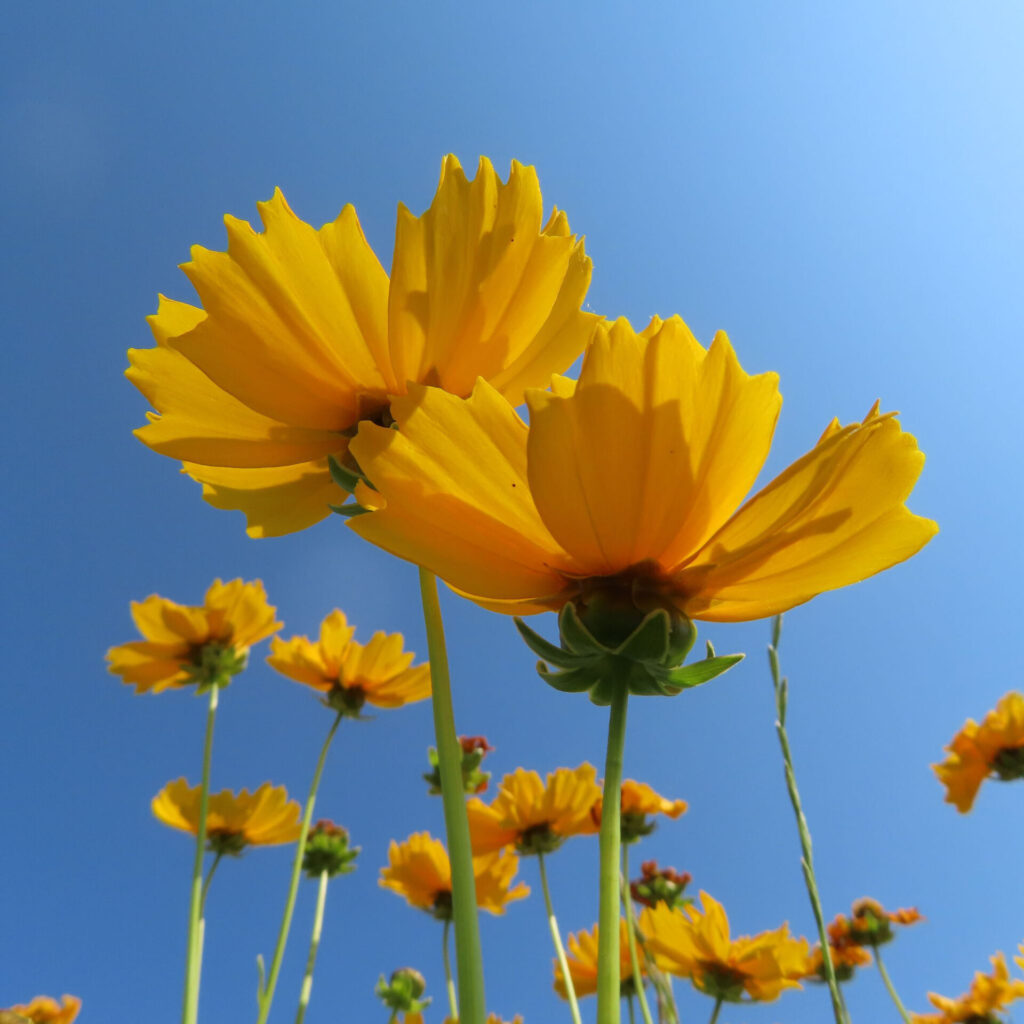 オオキンケイギクの花を撮影した無料写真素材