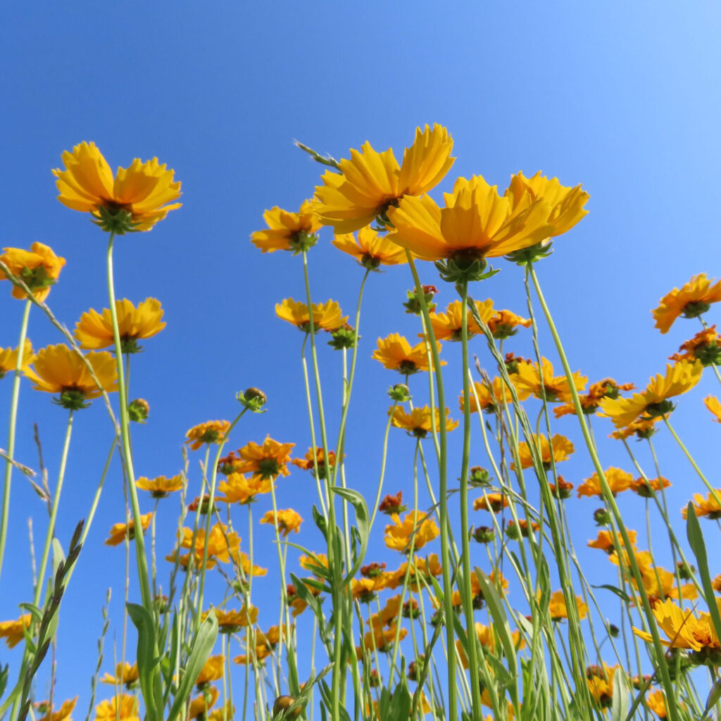 オオキンケイギクの花を撮影した無料写真素材