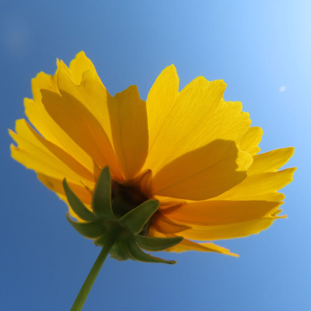 オオキンケイギクの花を撮影した無料写真素材