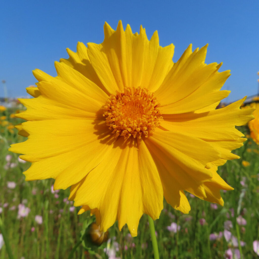 オオキンケイギクの花を撮影した無料写真素材