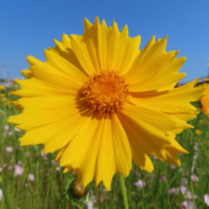 オオキンケイギクの花を撮影した無料写真素材