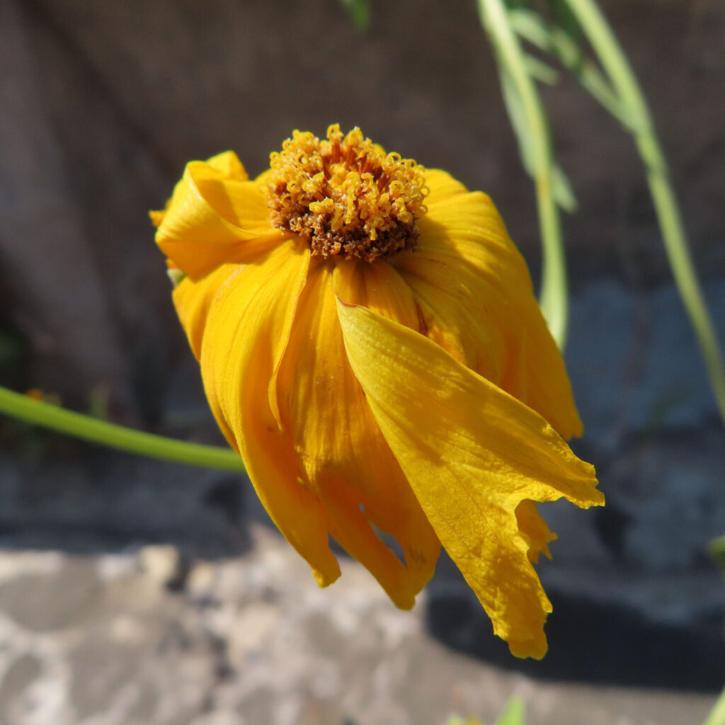 オオキンケイギクの花を撮影した無料写真素材