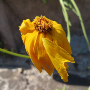オオキンケイギクの花を撮影した無料写真素材