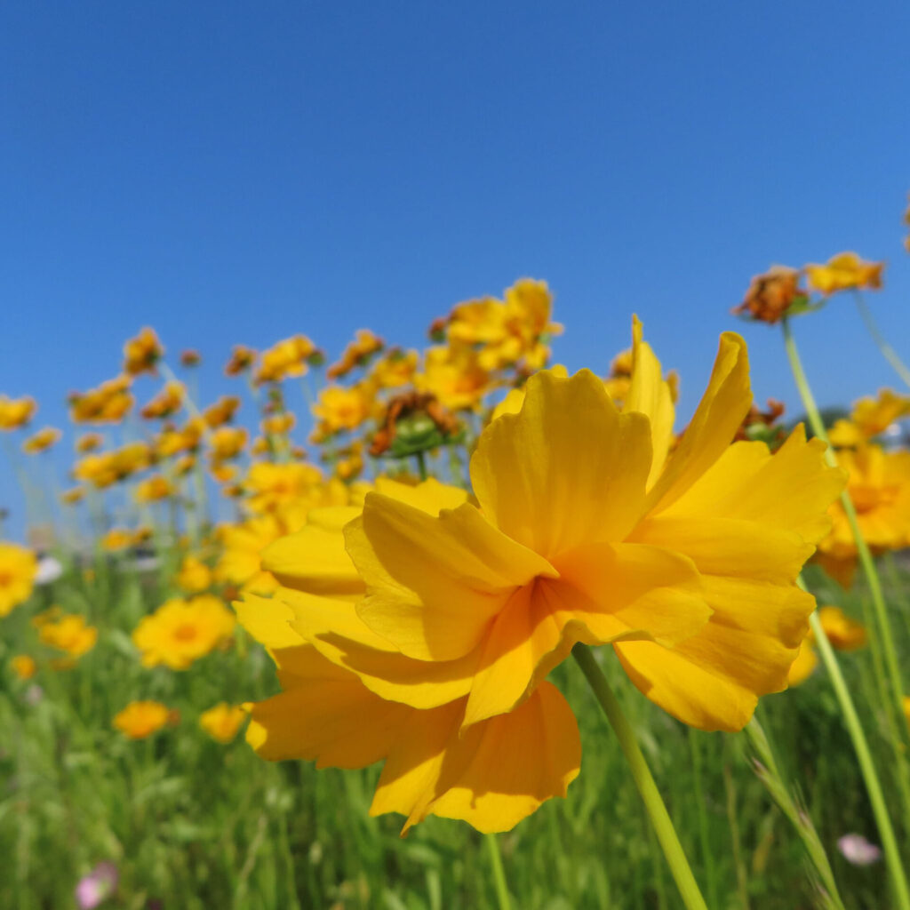 オオキンケイギクの花を撮影した無料写真素材
