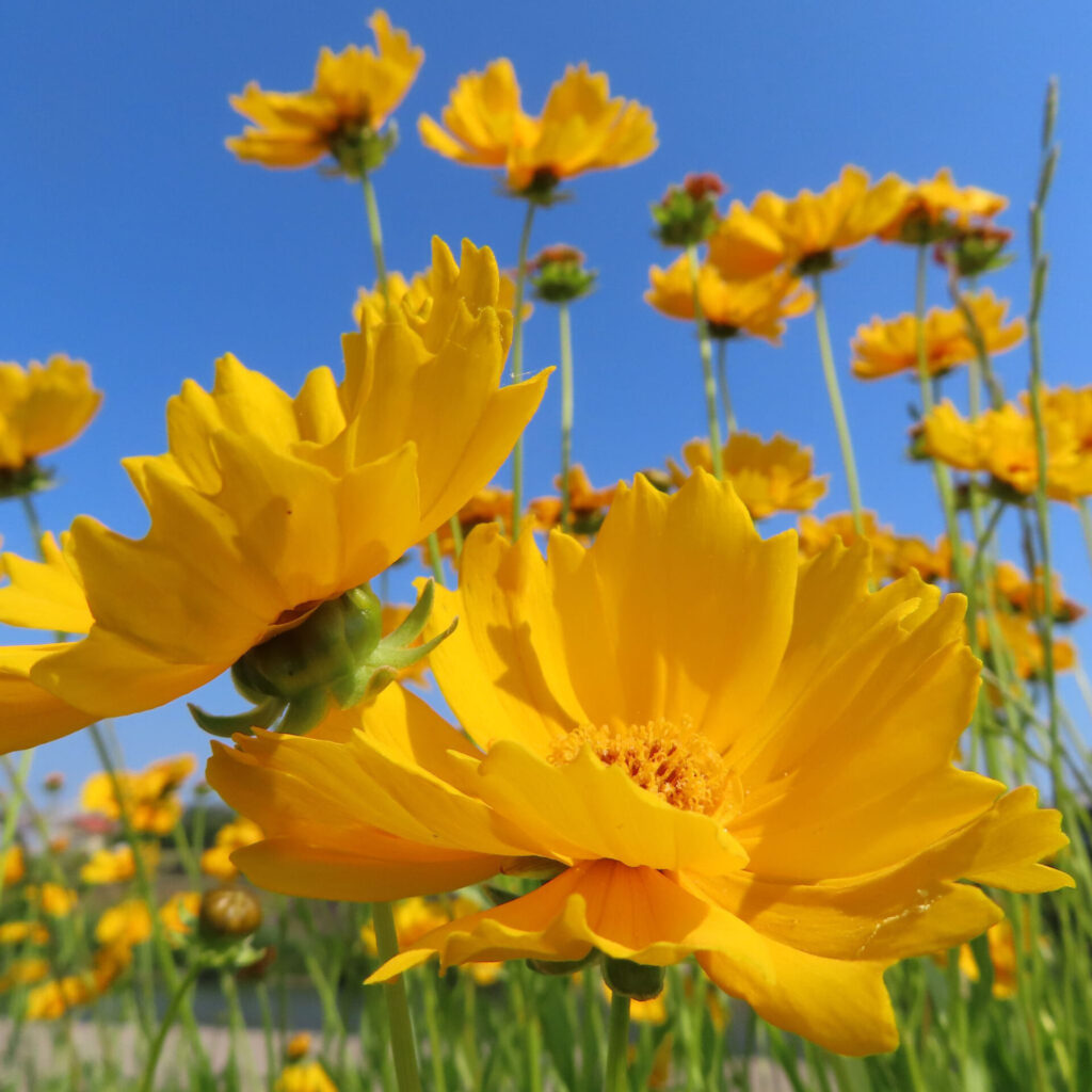 オオキンケイギクの花を撮影した無料写真素材