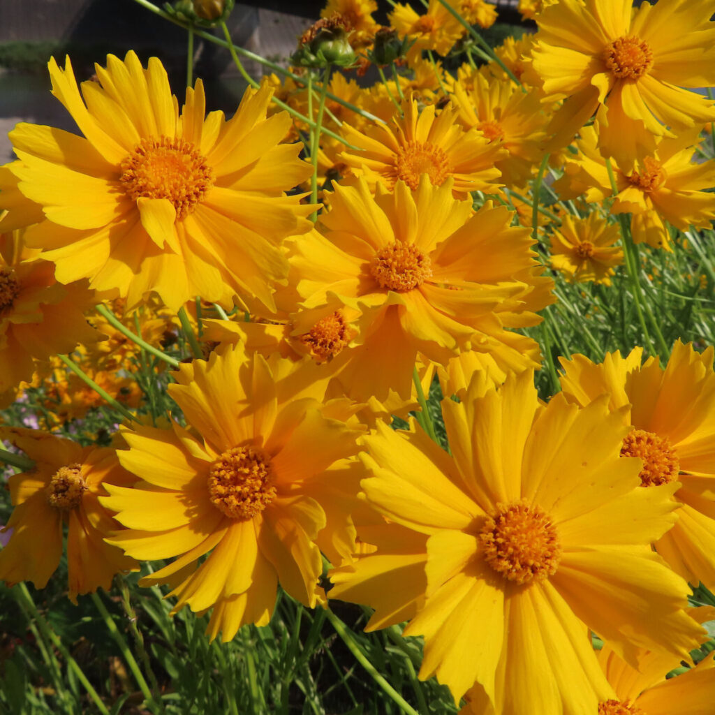 オオキンケイギクの花を撮影した無料写真素材
