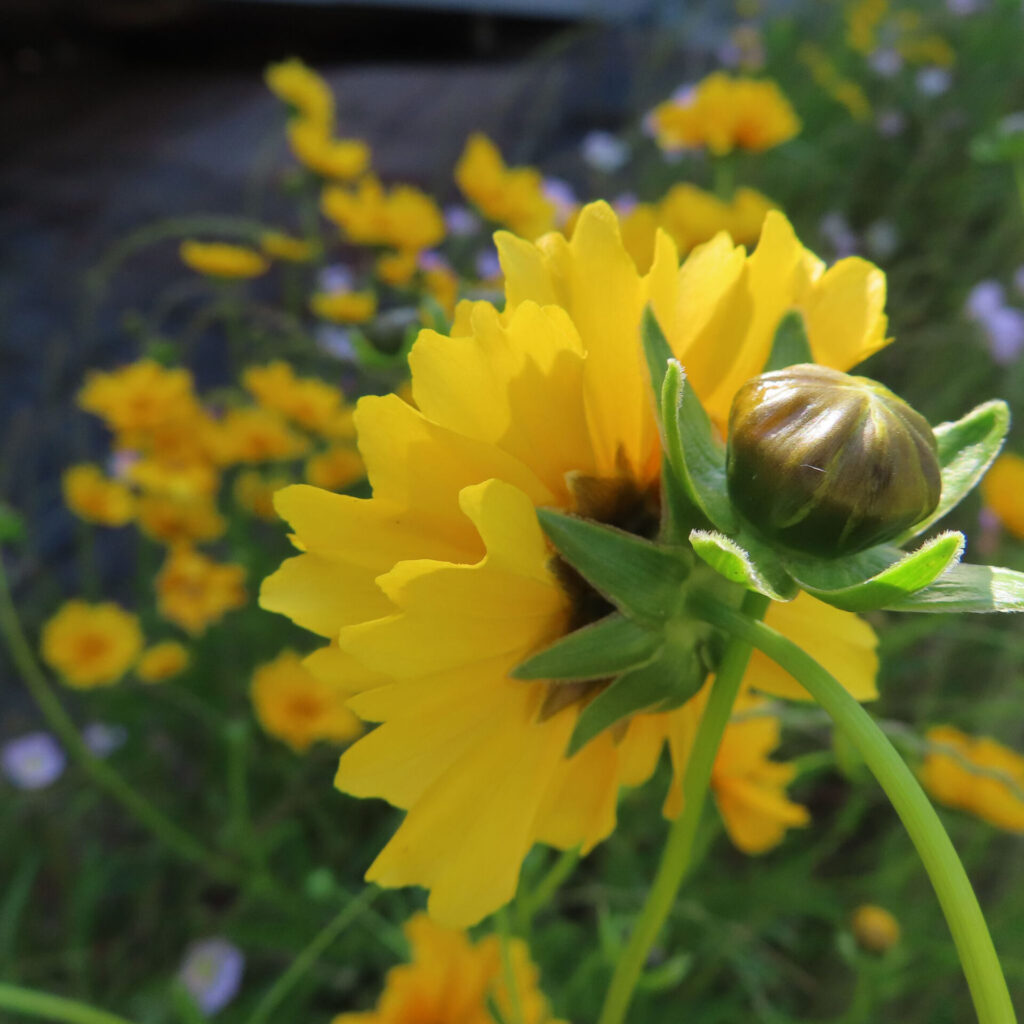 オオキンケイギクの花を撮影した無料写真素材