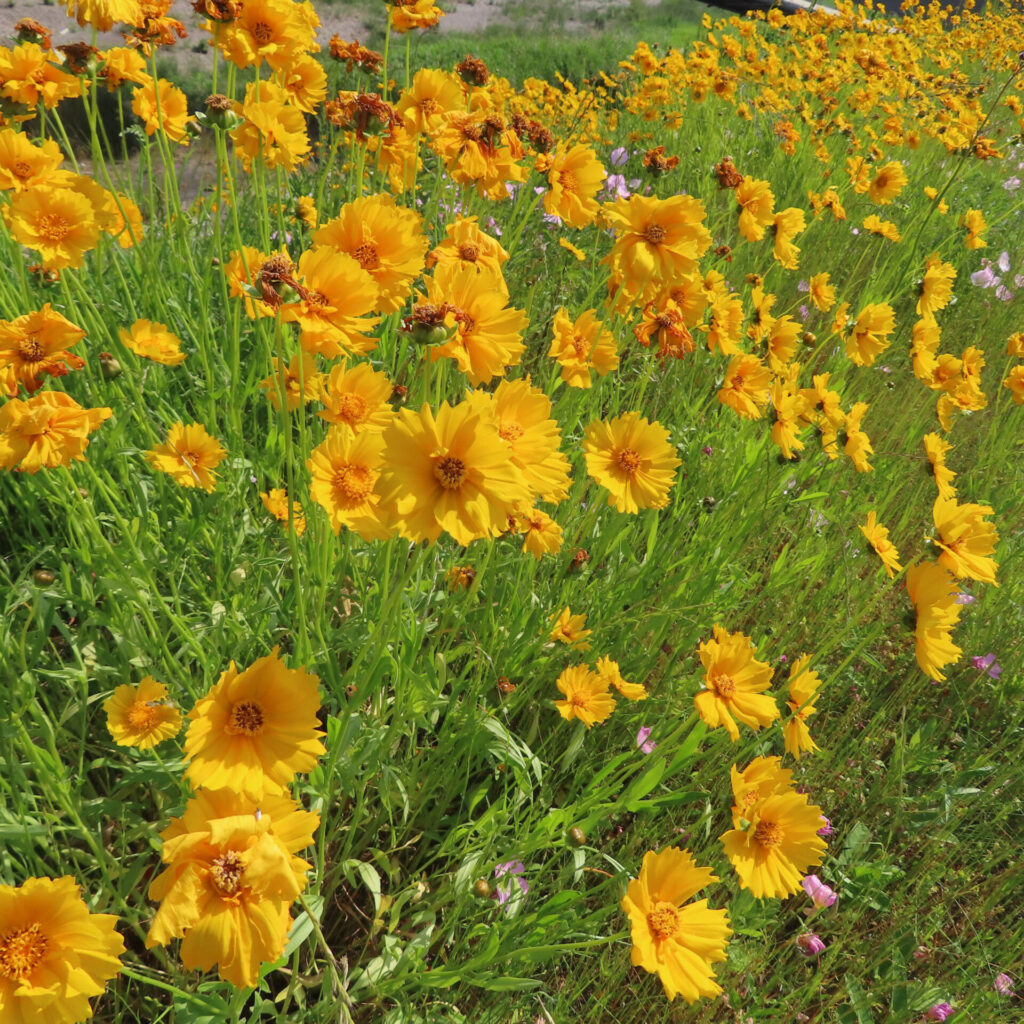 オオキンケイギクの花を撮影した無料写真素材