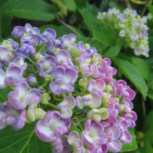 アジサイの花を撮影した無料写真素材