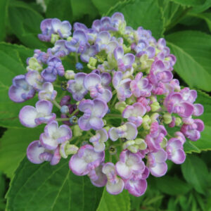 アジサイの花を撮影した無料写真素材