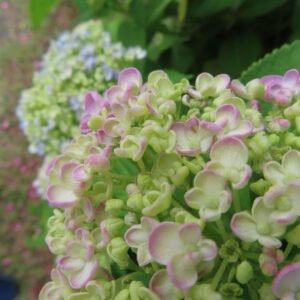 アジサイの花を撮影した無料写真素材