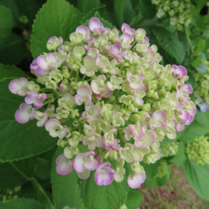 アジサイの花を撮影した無料写真素材