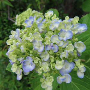 アジサイの花を撮影した無料写真素材