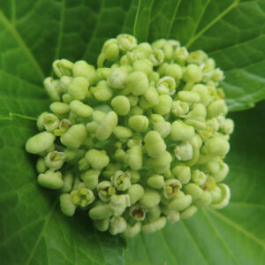 アジサイの花を撮影した無料写真素材