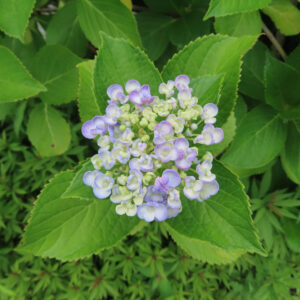 アジサイの花を撮影した無料写真素材