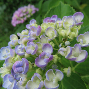 アジサイの花を撮影した無料写真素材