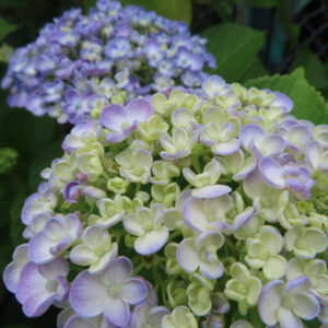 アジサイの花を撮影した無料写真素材