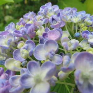 アジサイの花を撮影した無料写真素材