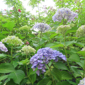 アジサイの花を撮影した無料写真素材