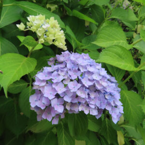 アジサイの花を撮影した無料写真素材