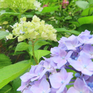 アジサイの花を撮影した無料写真素材