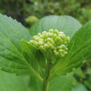 アジサイの花を撮影した無料写真素材