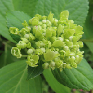 アジサイの花を撮影した無料写真素材