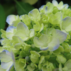 アジサイの花を撮影した無料写真素材