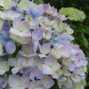 アジサイの花を撮影した無料写真素材