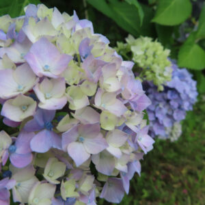 アジサイの花を撮影した無料写真素材