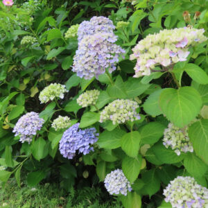 アジサイの花を撮影した無料写真素材