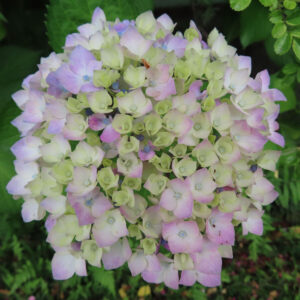 アジサイの花を撮影した無料写真素材