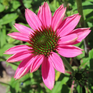 エキナセアの花を撮影した無料写真素材