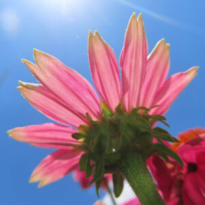 エキナセアの花を撮影した無料写真素材