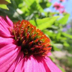 エキナセアの花を撮影した無料写真素材