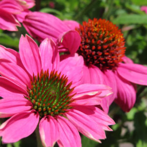 エキナセアの花を撮影した無料写真素材