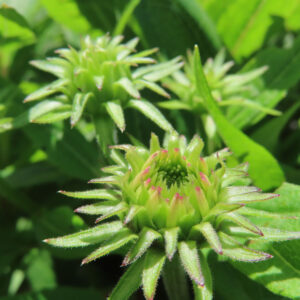 エキナセアの花を撮影した無料写真素材