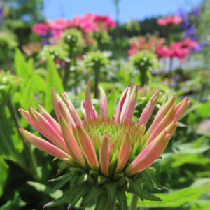 エキナセアの花を撮影した無料写真素材