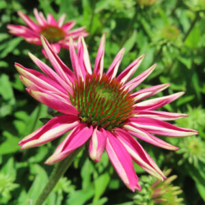 エキナセアの花を撮影した無料写真素材