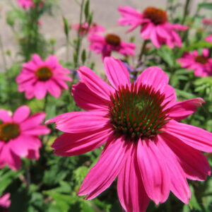 エキナセアの花を撮影した無料写真素材