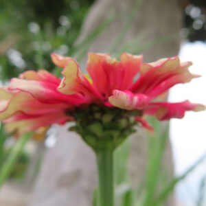 赤と白のヒャクニチソウを横から撮影した無料写真素材