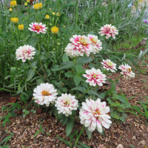 花壇に咲く白やピンクのヒャクニチソウをまとめて撮影した無料写真素材