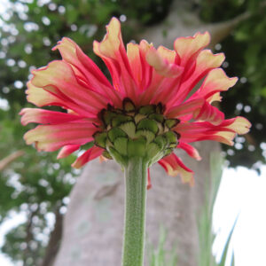ヒャクニチソウの花を下から見上げて緑の総苞を写した無料写真素材