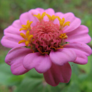 ピンク色のヒャクニチソウの花芯と黄色い小花を接写した無料写真素材