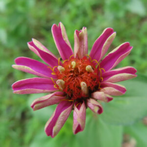 赤紫色のヒャクニチソウの花芯を接写した無料写真素材