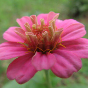 ピンク色のヒャクニチソウの開きかけの花を撮影した無料写真素材